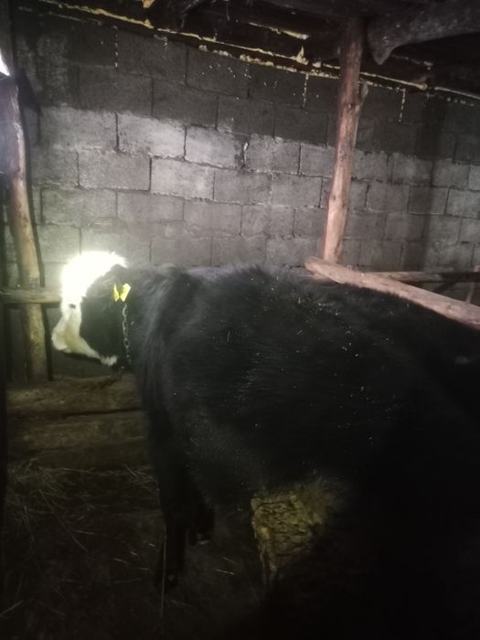 Продам бычков упитанные