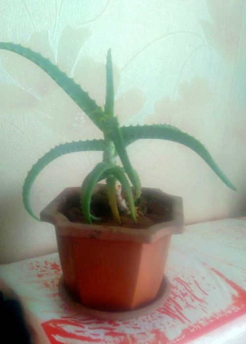 Свежий листья Алоэ Вера