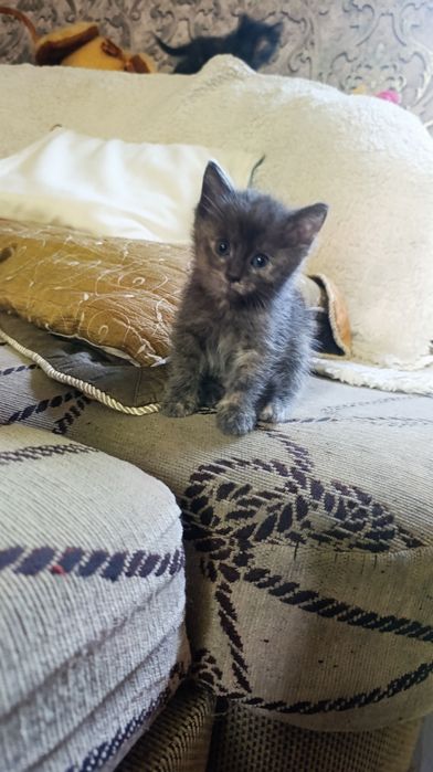 Отдам котят бесплатно!!!
