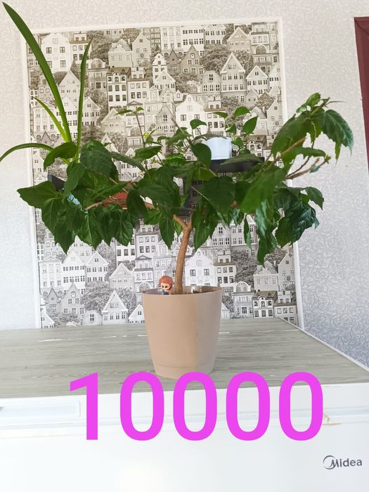 Продам недорого цветы