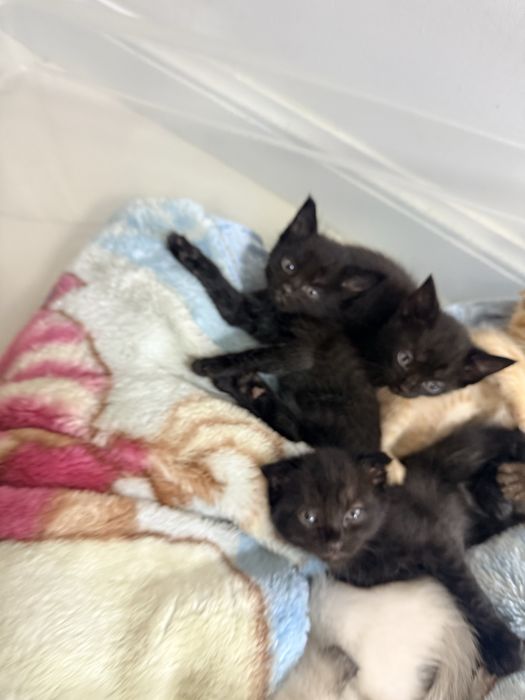 Котята бесплатно