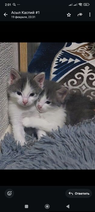 Котята пушистые 25 дней отроду