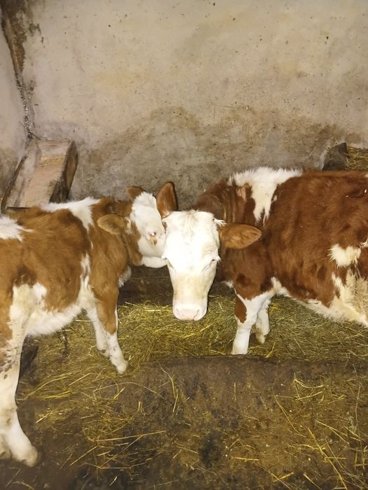 De vânzare două vițele