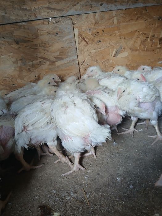 Pui de carne pui de out pui de toamna