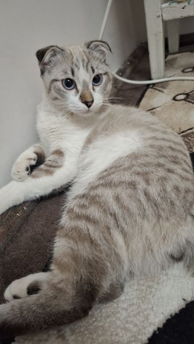 Зотли Мушук  сотилади