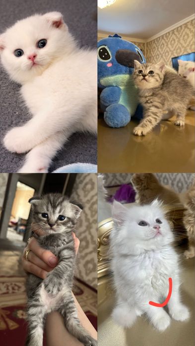 турецкая ангора котята и другие