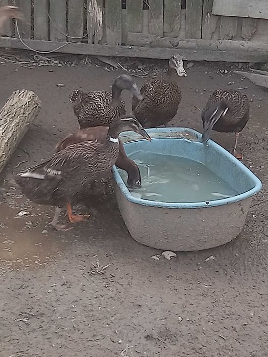 Rațe alergatoare indiene