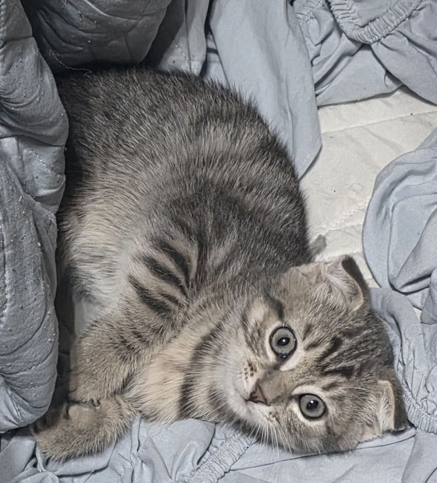 Продам котят шотландских.