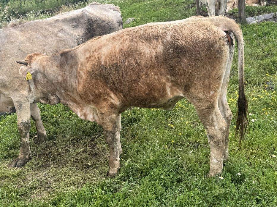 Vitea de vanzare, 1 an jumate