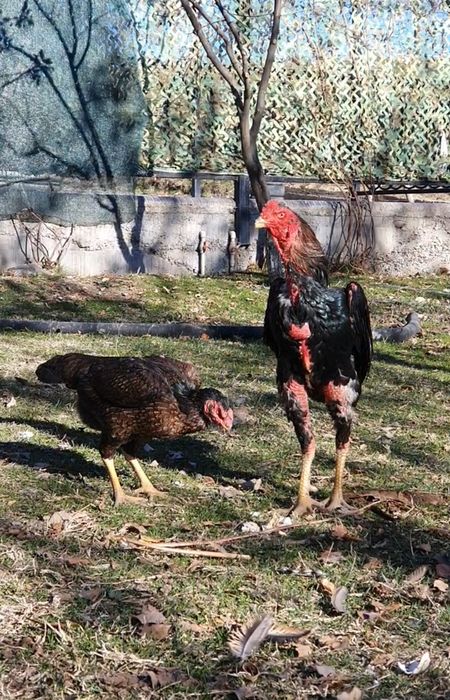 Дакан қораз тауықтарымен