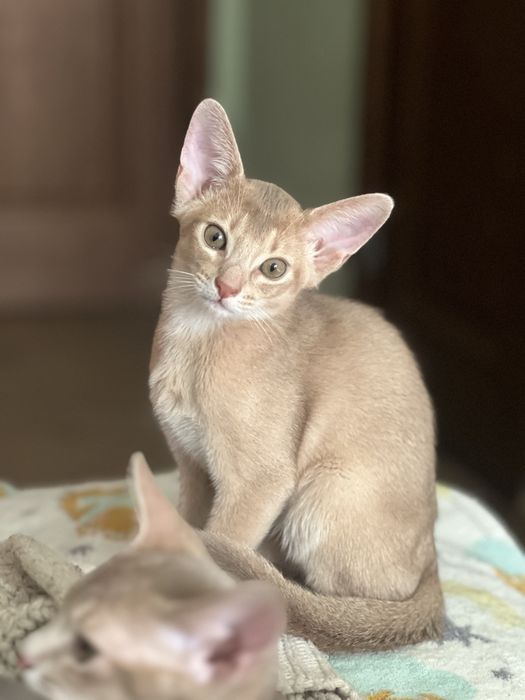Абисинско котенце