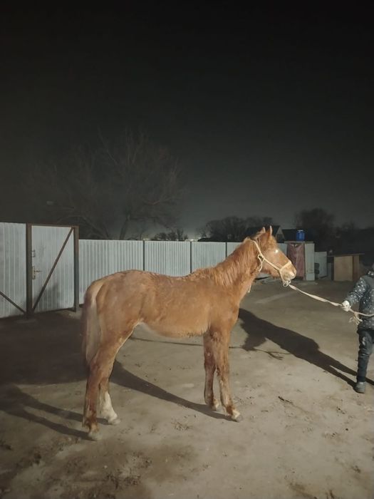 Еркек тай сатылады