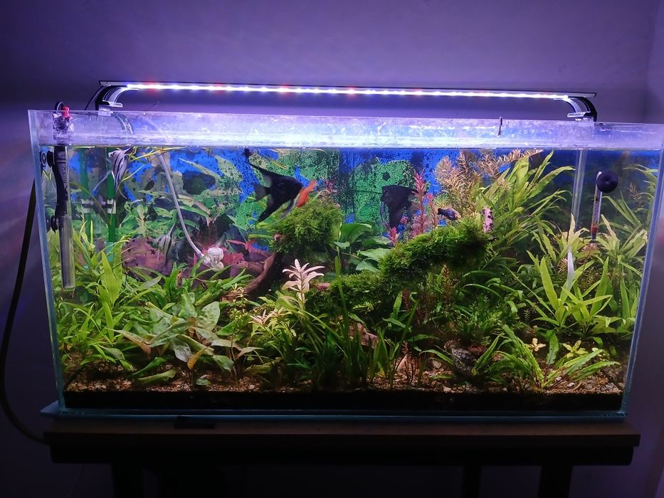 Plante de acvariu