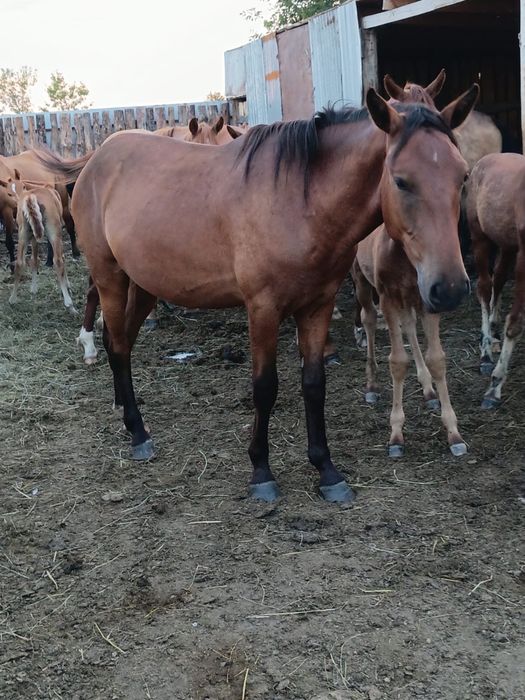 Продам тайчика 2 года три месяца