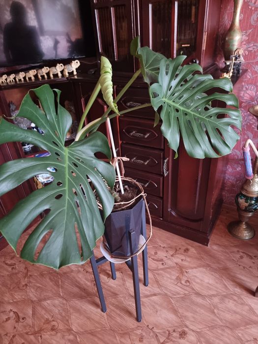 Продам комнатные цветы