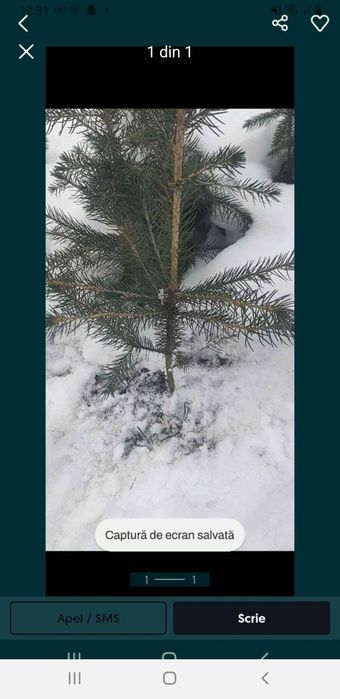 Vând puieți. Brad pin molid salci.