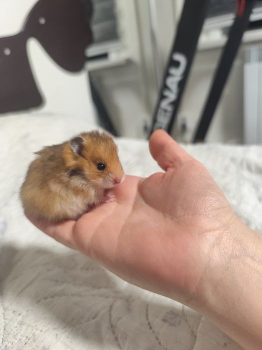 продам хомячков 500 тенге