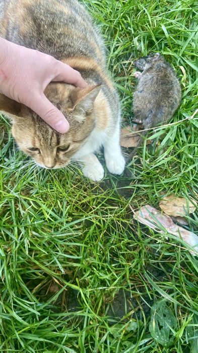 Котята крысоловы бесплатно Каскелен