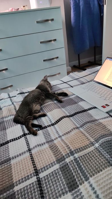 Отдам котенка в добрые руки