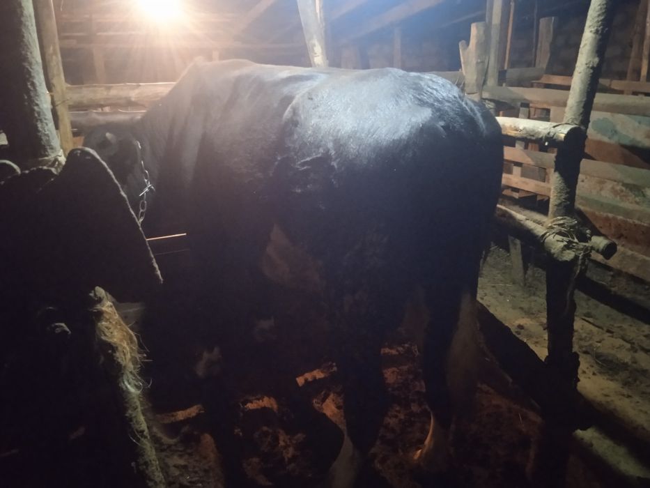 Бык,бычок животные