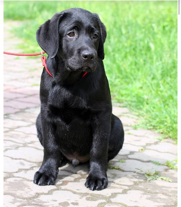 Отдам Лабрадор в хорошие руки