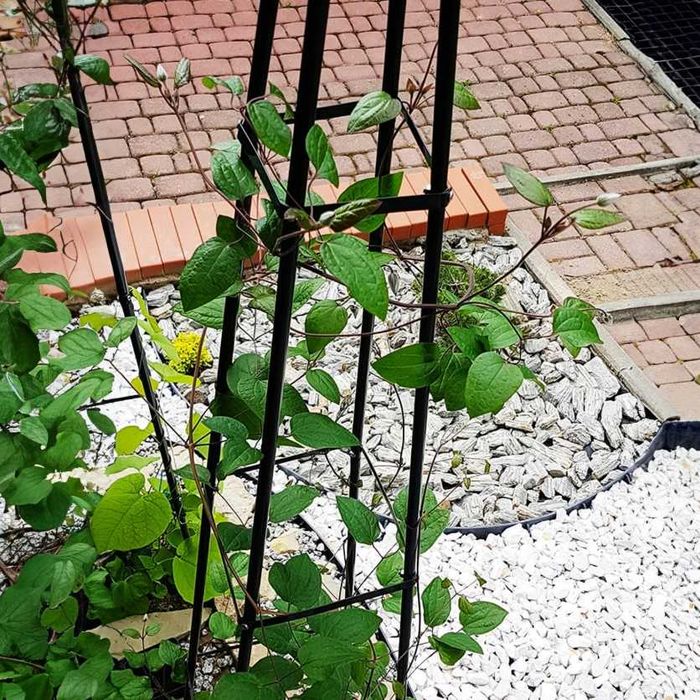 Градинска пирамида Обелиск 200х31 арка пергола увивни пълзящи растения