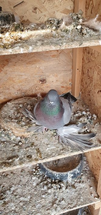 Голуби бойные и декоративные