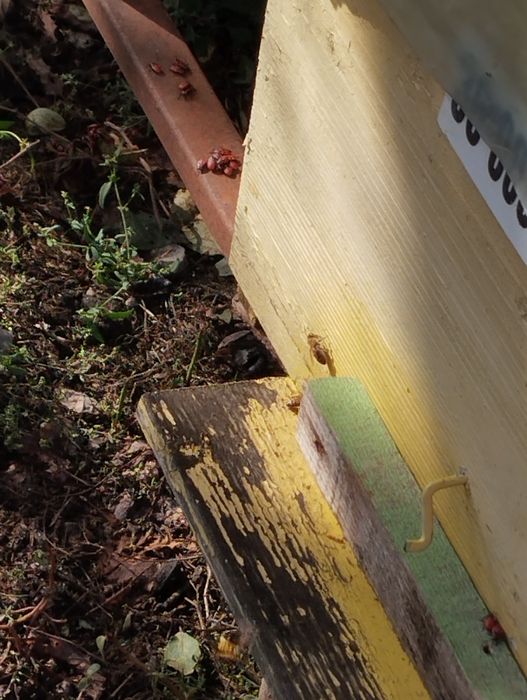 De vânzare 10 familii de albine