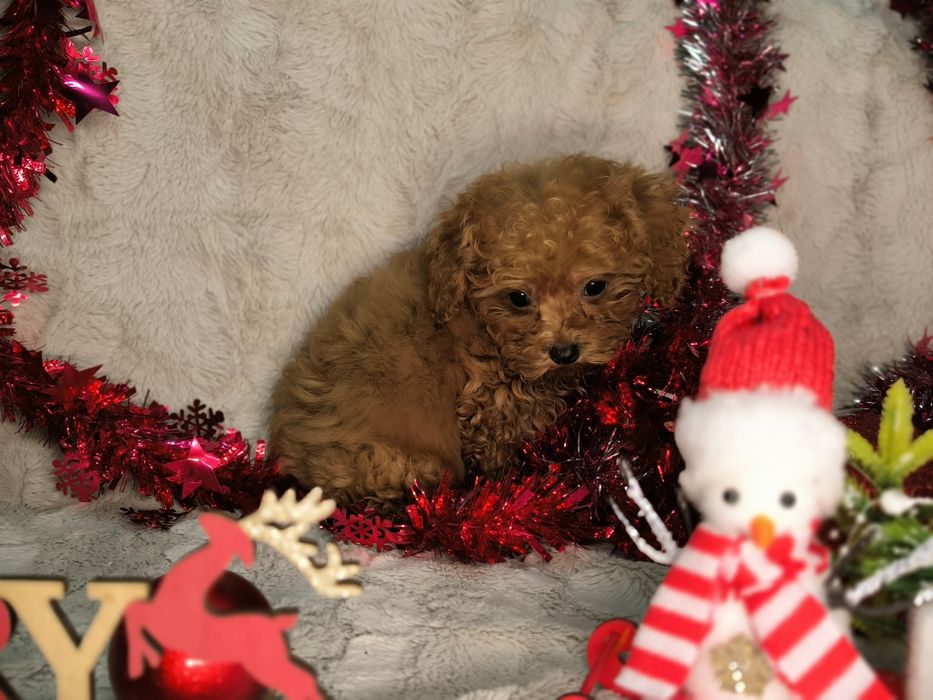 Vand fetita Pudel rosu toy