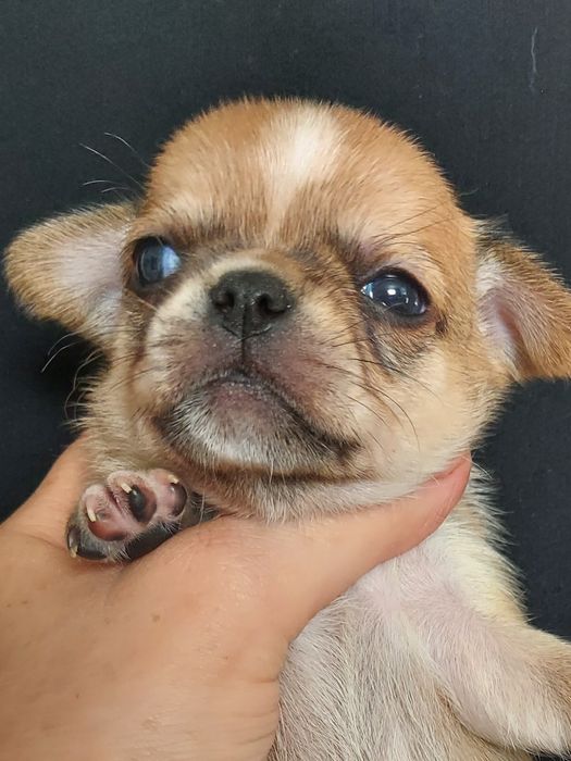 Продаю щенков чихуахуа