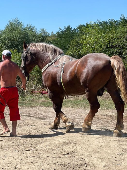 Armăsar de vânzare