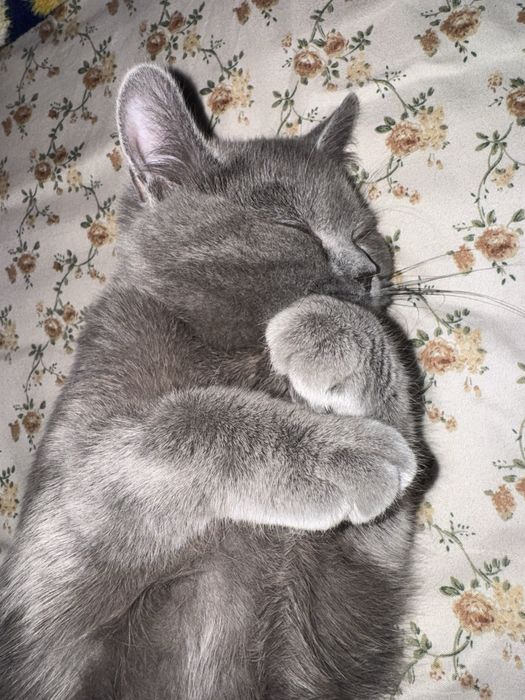 Vyazka uchun kiyovlikka krasavchik mushuklani qabul qlamiz