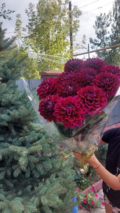 Продам Корни Георгинов  сорт Торнадо