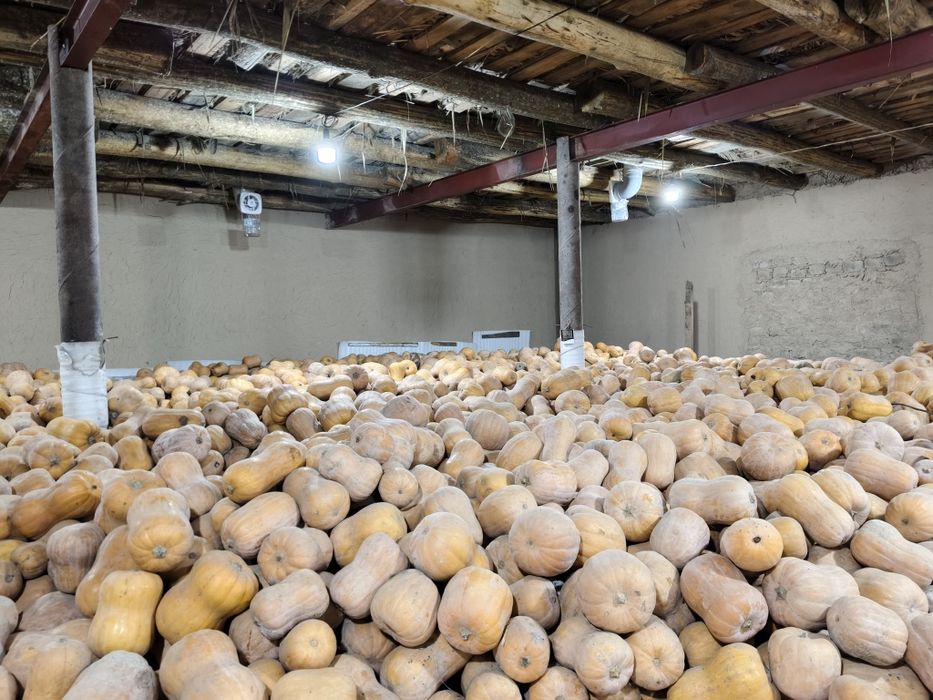 Ошкоак кади Oshqovoq Kadi yaponka