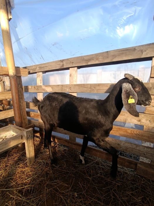 козочки и козлики