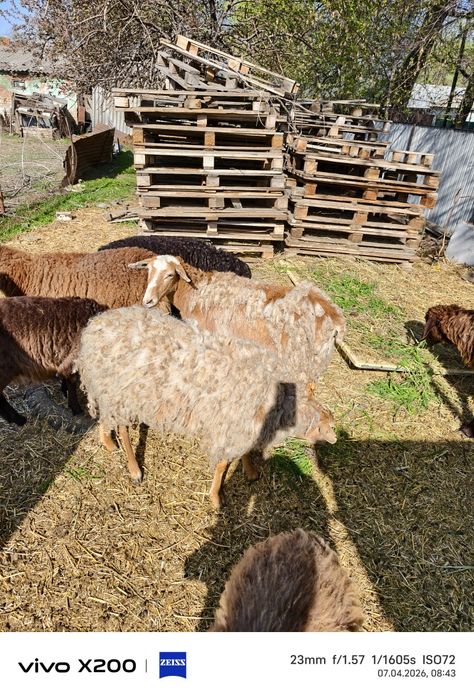 Бараны ,ярки, молодые