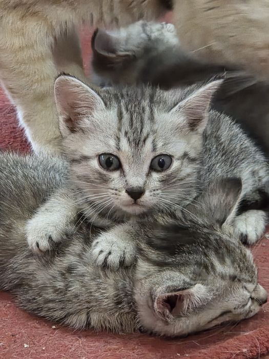 Отдам котят в хорошие руки