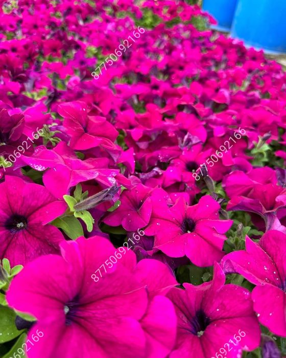 Петуния бархатцы Тагетис