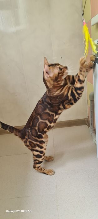 Бронь на красивейших бенгалов в вашем доме!