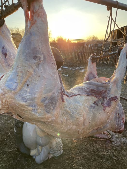 Мякоть без кости,халяль