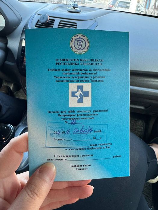 СРОЧНО Продается Британская Кошка