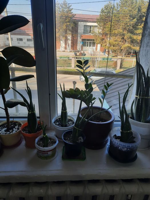 Продам цветы алоэ и кактуса