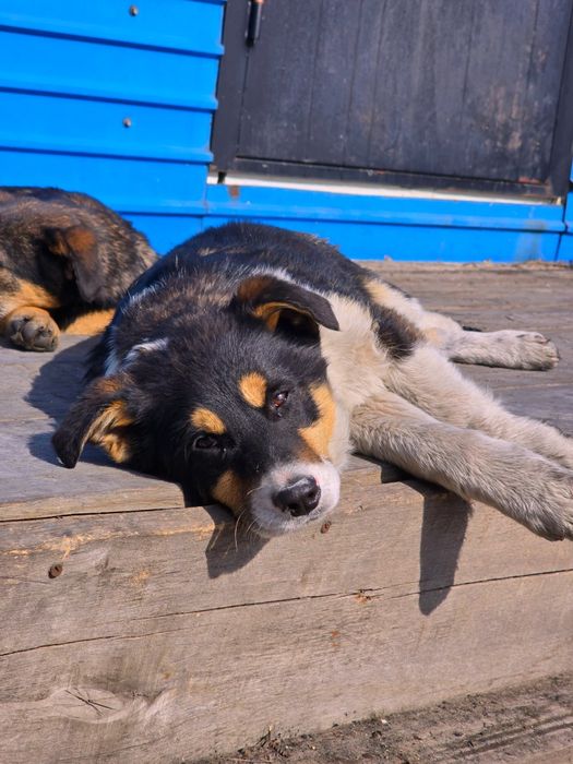 Собака щенок в добрые руки (4 месяца, девочка)