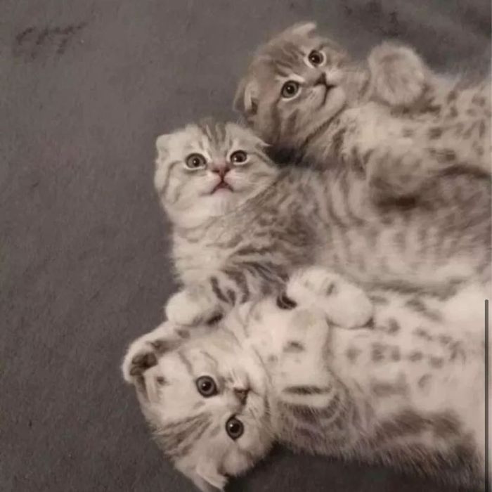 Прелестные Котята