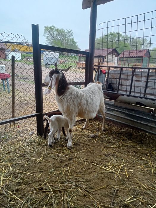 Коза с козлятами