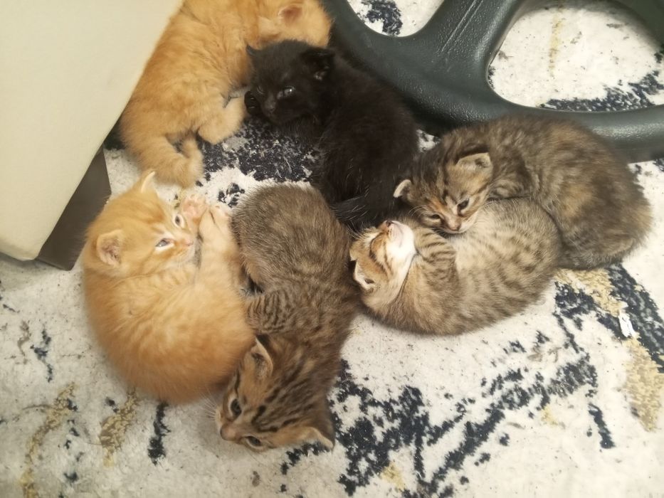 Котята в хорошие руки