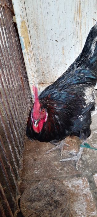 Sog'lom va baquvat xo'rozlar