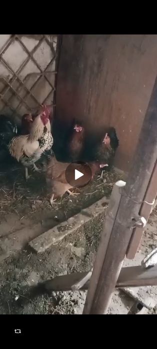 Продам курей домашних