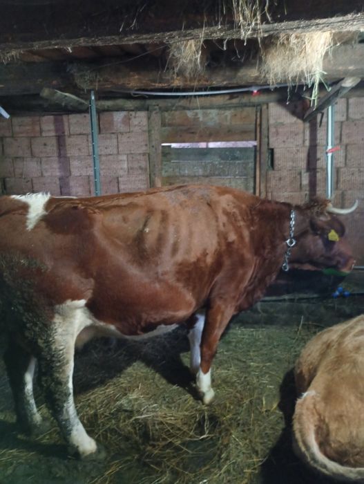 Vind vaca de 9 Ani și juninca