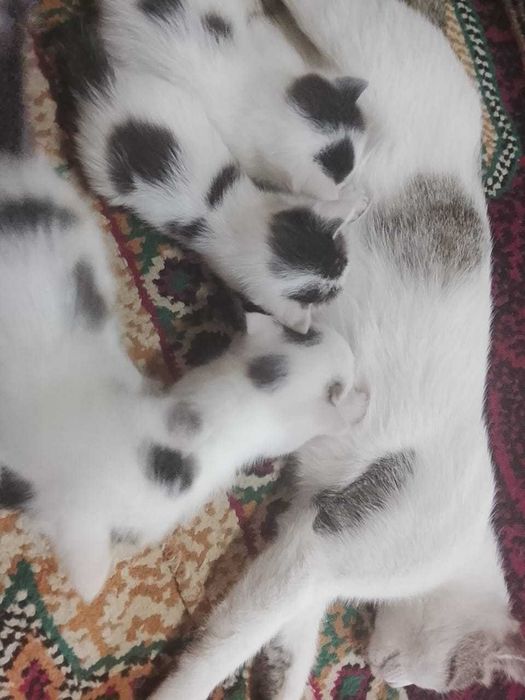 Отдам даром рукам котят